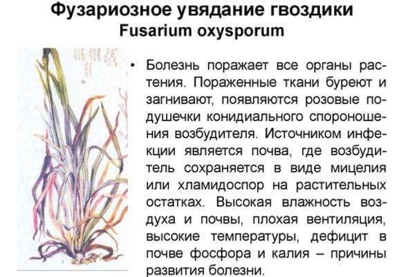 Цветок гвоздика: описание с фото, сорта, особенности разведения и рекомендации по уходу