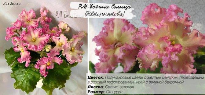 Кутровые