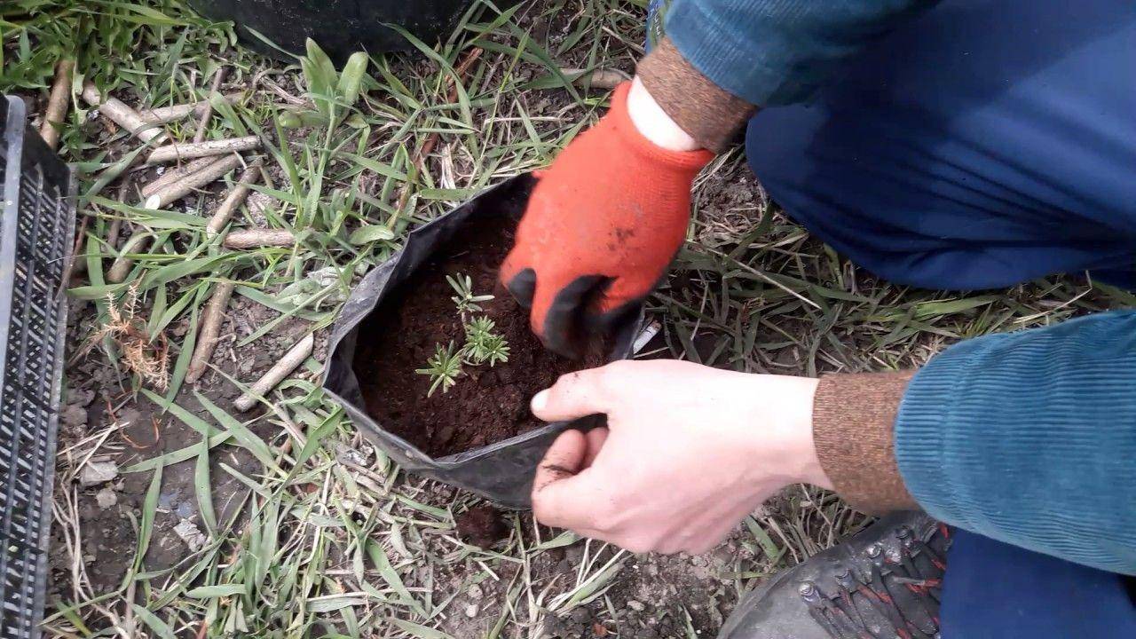 Как проводить обработку деревьев весной от вредителей и болезней