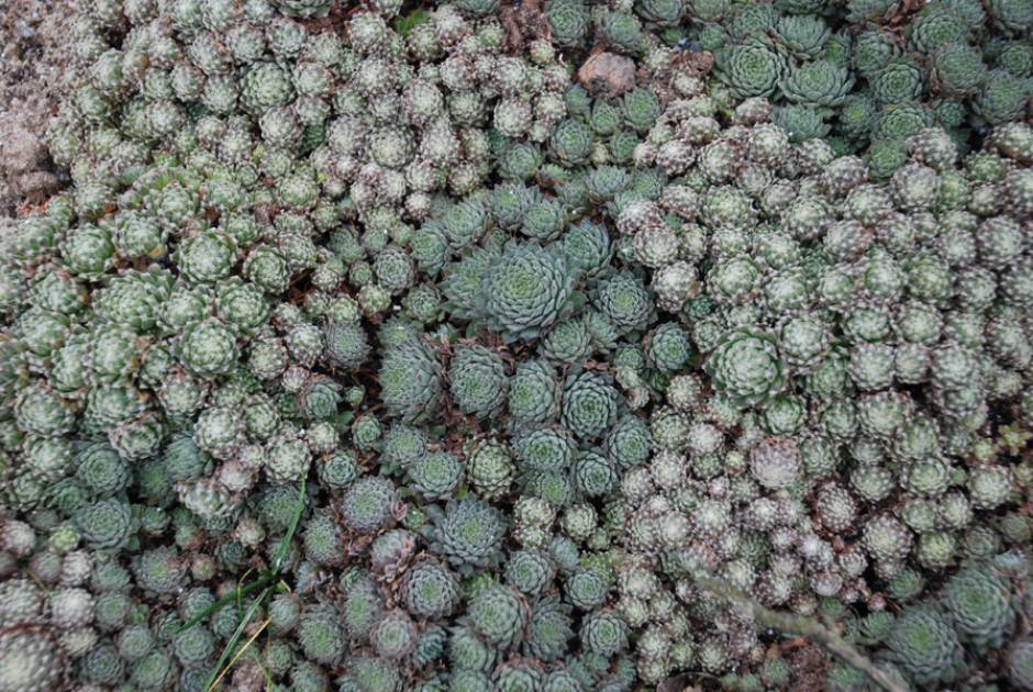 Молодило — суккулент с лечебными свойствами