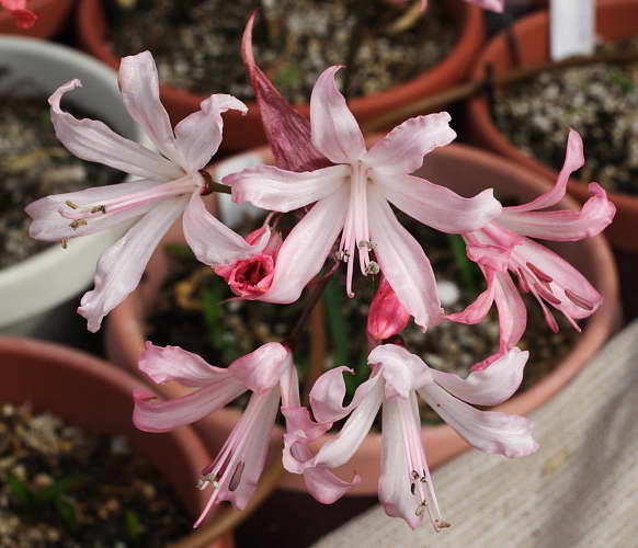Нерине (Nerine) – уход, фото, виды