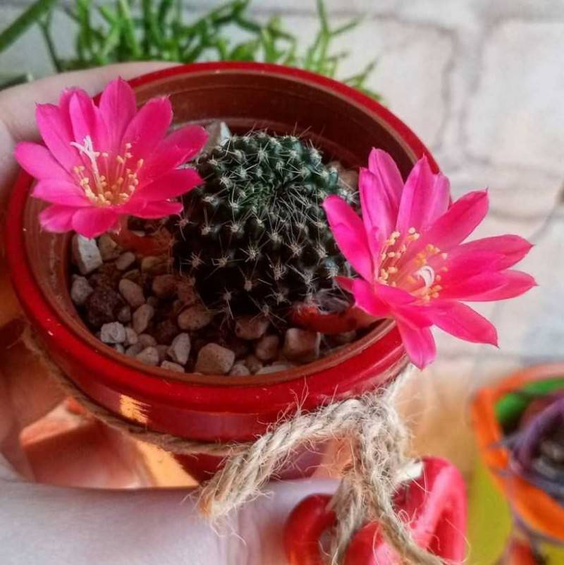 Кактусы