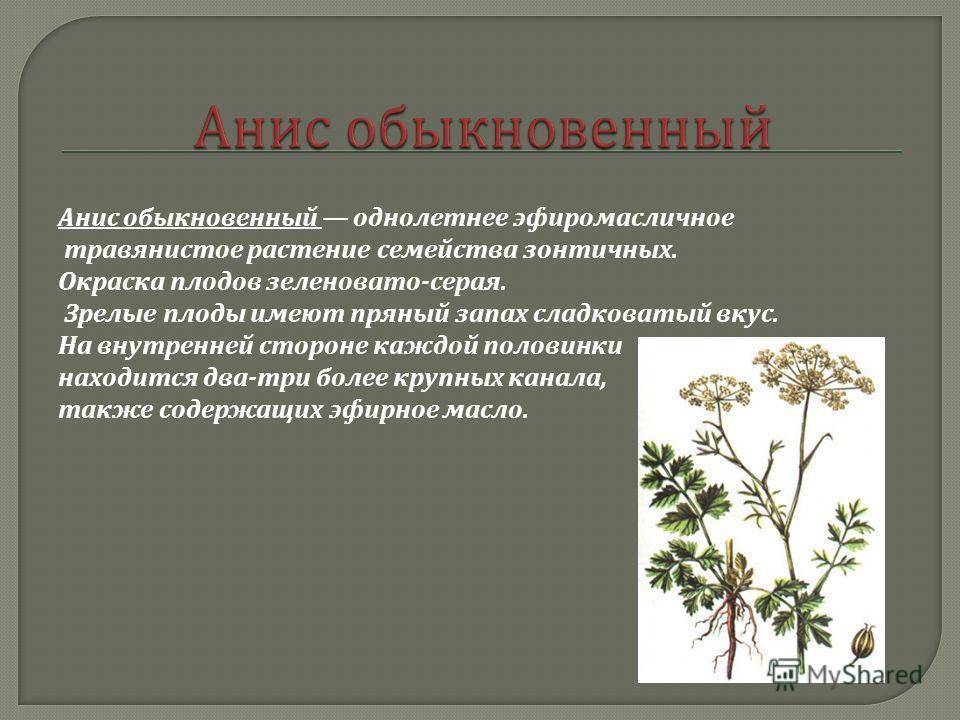 Анис обыкновенный – лечебные свойства и применение этой интересной пряности