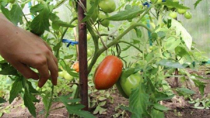 5 советов, как можно ускорить созревание томатов на кусте