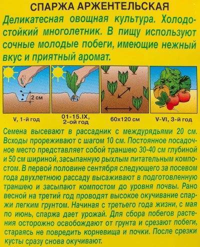 Спаржа: выращивание из семян на огороде, сорта