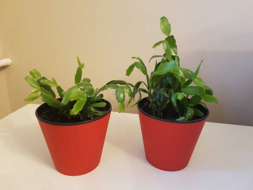 Цветок декабрист: фото, описание, уход