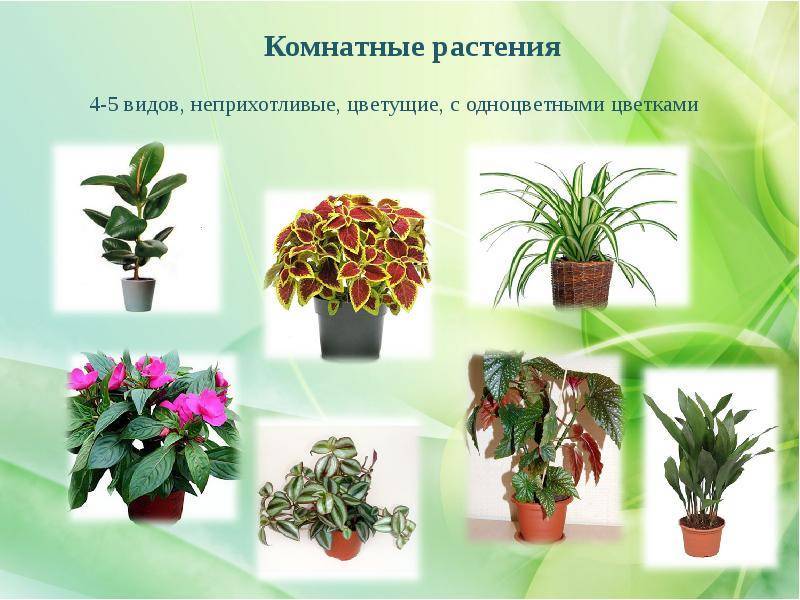 Тенелюбивые и теневыносливые неприхотливые комнатные растения для дома