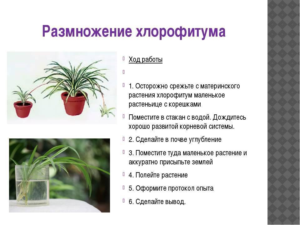 Эти удивительные бромелиевые