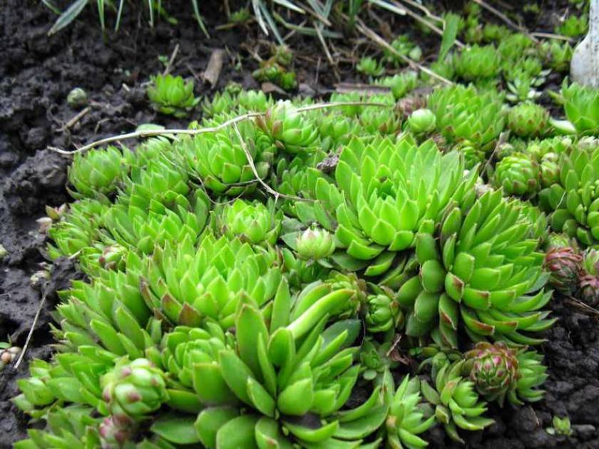 Молодило — суккулент с лечебными свойствами