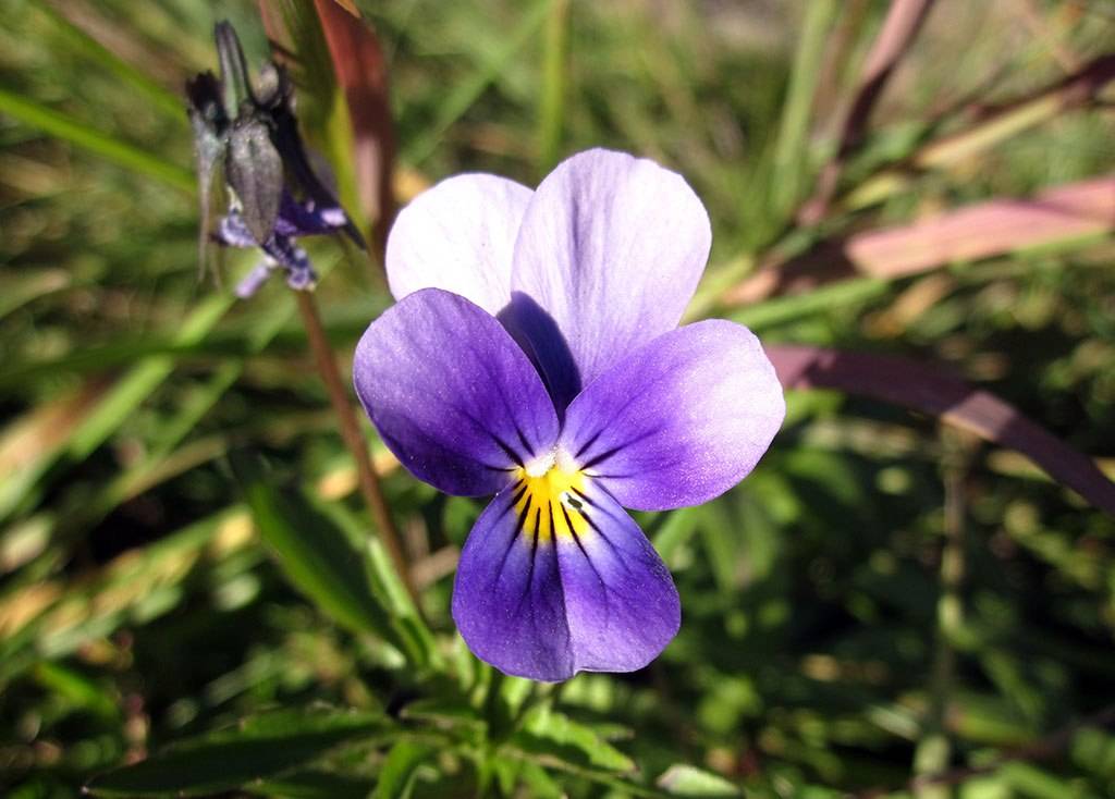 Фиалка: виды и описание сортов для дома (60+ фото)