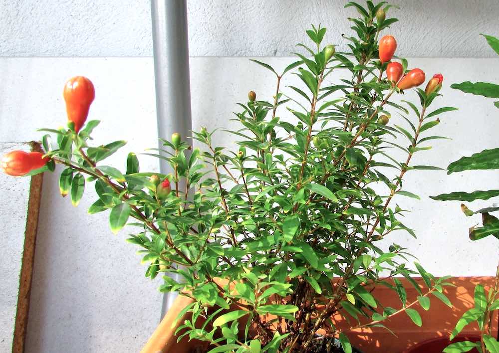 Комнатный гранат: посадка, уход в домашних условиях, выращивание