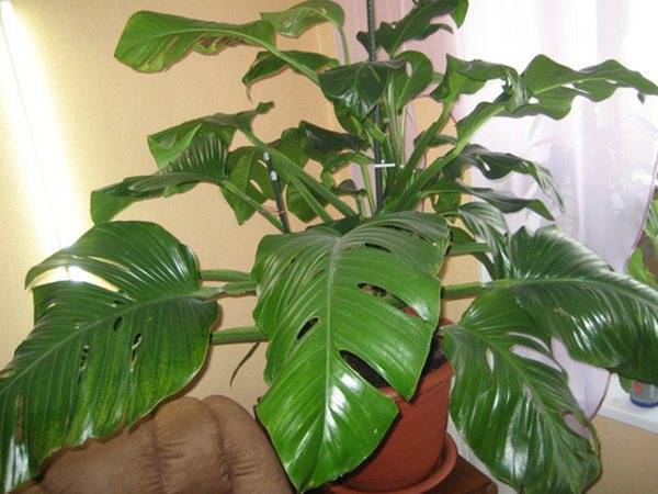 Монстера (Monstera) – уход, фото, виды
