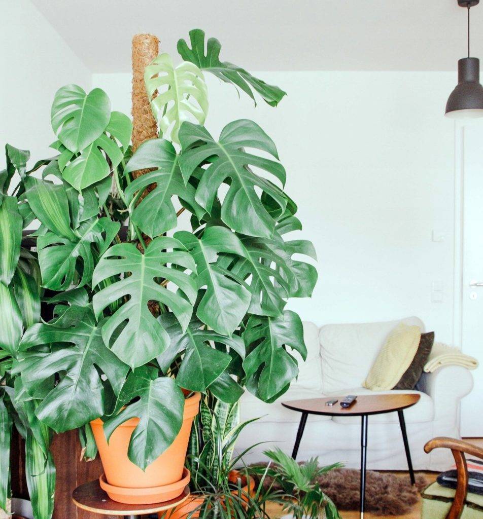 Монстера: размножение, уход, пересадка, фото