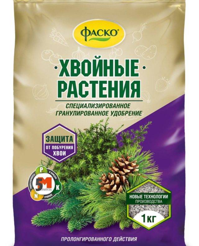 Можжевельник комнатный: возможно ли вырастить в закрытом грунте