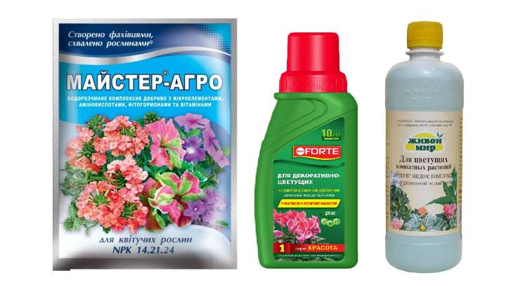 Диасция: выращивание из семян, фото, особенности ухода, советы и рекомендации