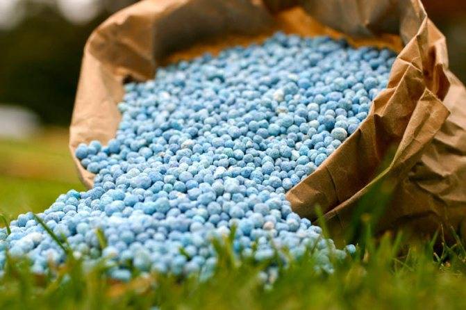 Особенности ухода за кофе арабика как за комнатным растением