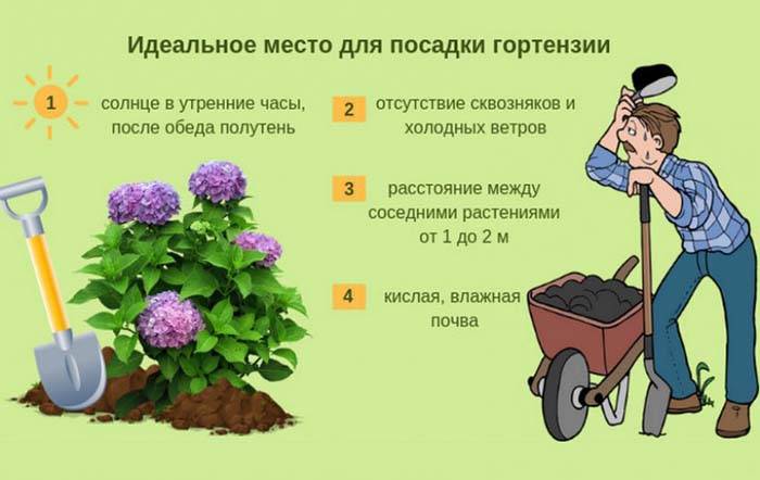 Гортензии метельчатые и древовидные: фото, виды, описание, разведение и особенности ухода