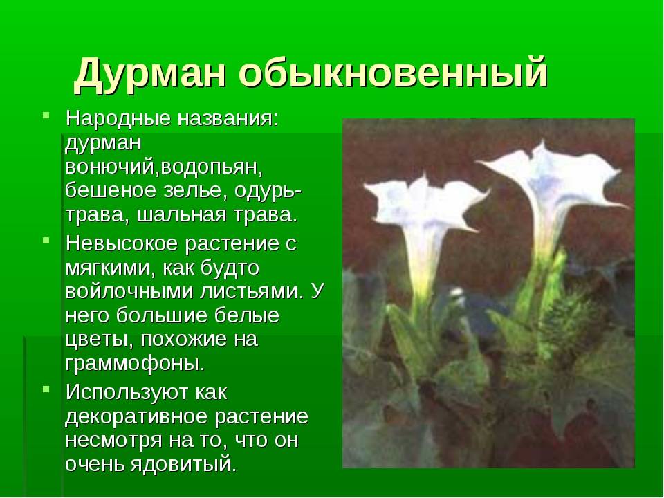 Ядовитое растение дурман: как вырастить комнатный цветок дома, действие травы, фото и описание