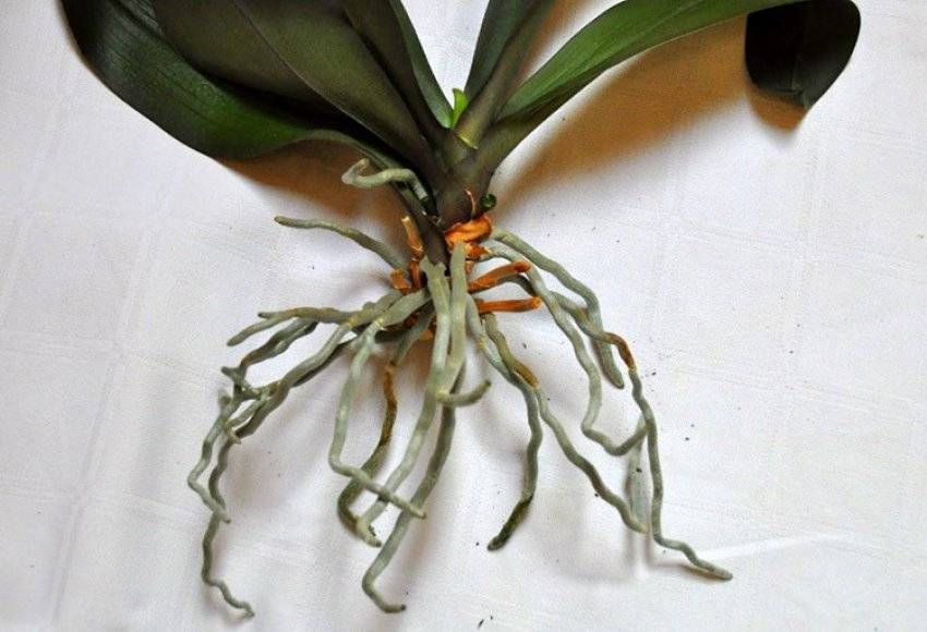 Как реанимировать орхидею: спасение цветка в домашних условиях