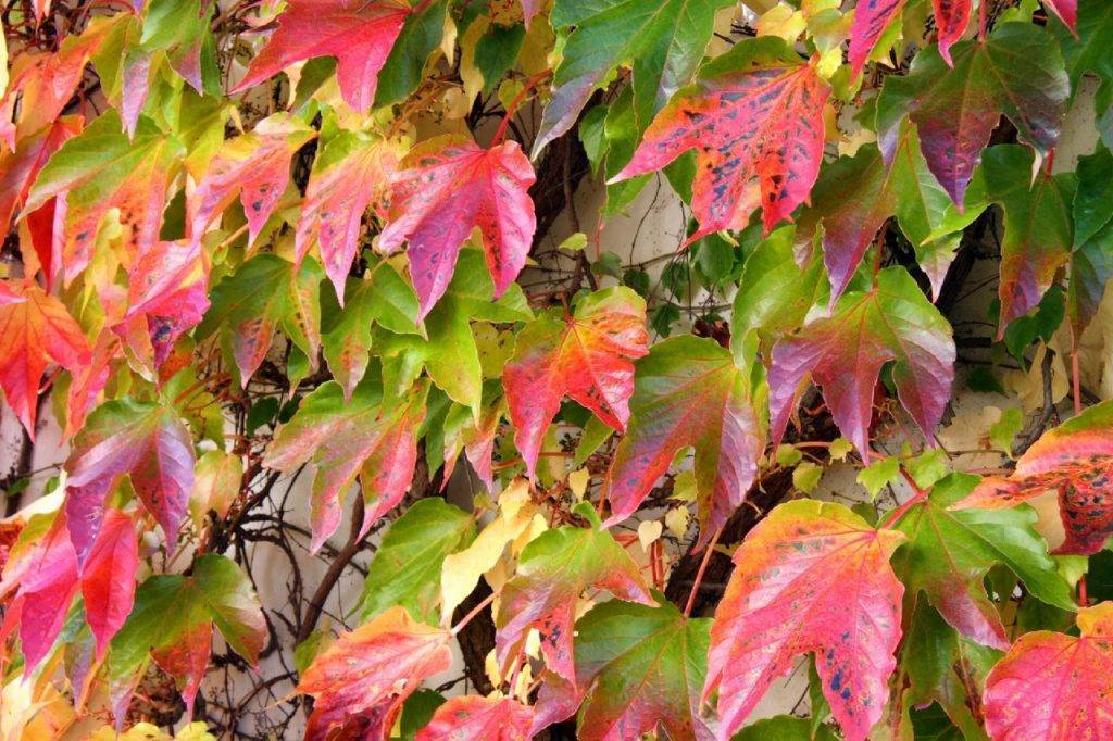 10 цветущих лиан для сада