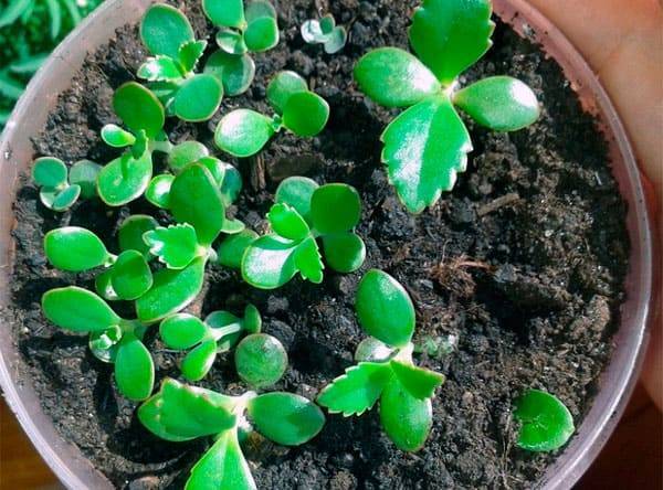 Каланхоэ (Kalanchoe) – уход, фото, виды