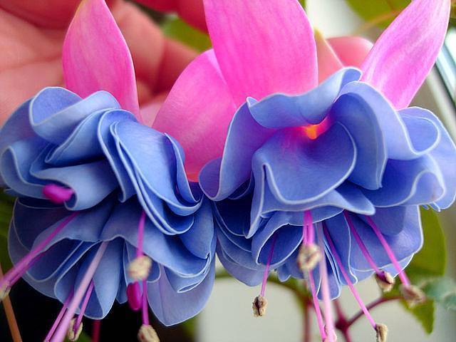 Фуксия (Fuchsia) – уход, фото, виды