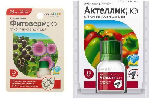 Вредитель тля – как бороться, препараты, виды и фото