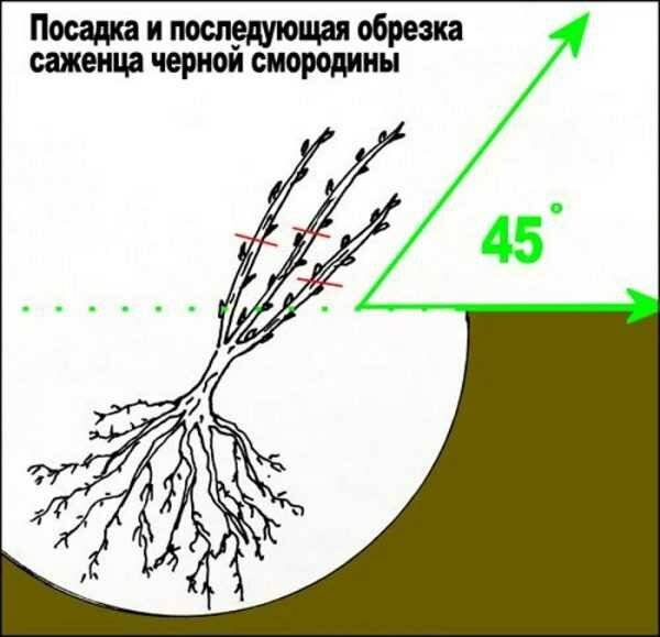 Живая изгородь из смородины – получается просто и красиво