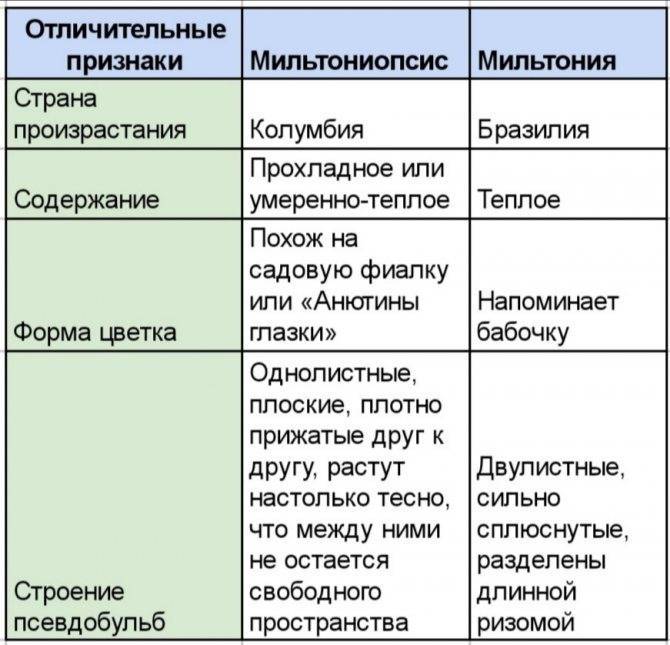 Орхидея Мильтония: условия для успешного цветения