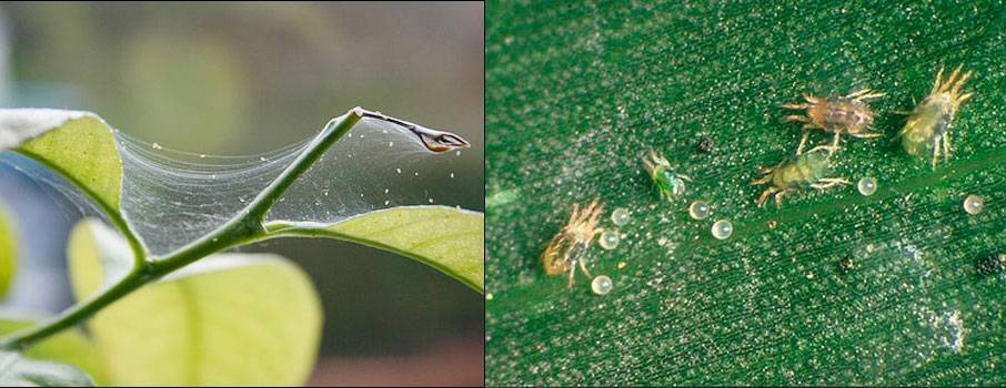 Красная смородина: выращивание, виды и сорта