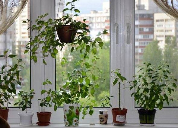 Комнатная фуксия: уход и выращивание
