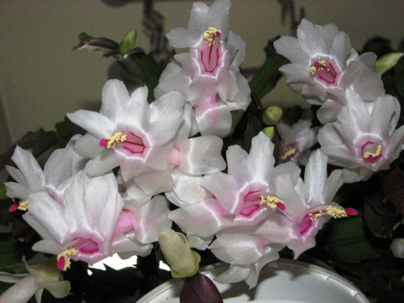 Цветок декабрист: фото, описание, уход