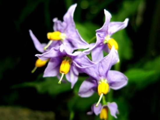 Паслен (Solanum) – уход, фото, виды