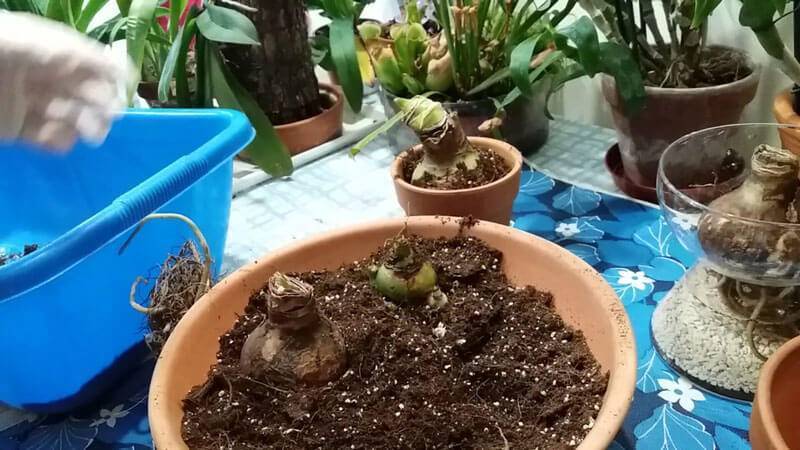 Скутеллярия — выращивание и уход в домашних условиях, фото видов