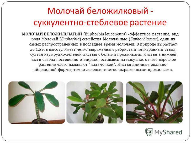 Молочай беложильчатый: уход в домашних условиях