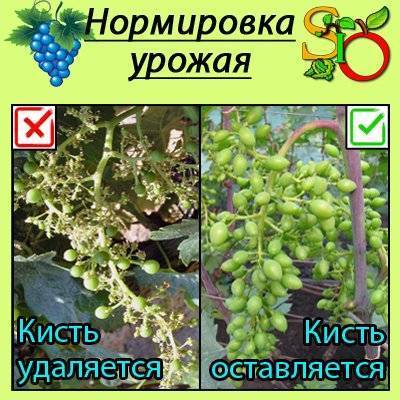 Вынужденная чеканка винограда – если виноград перерос шпалеру