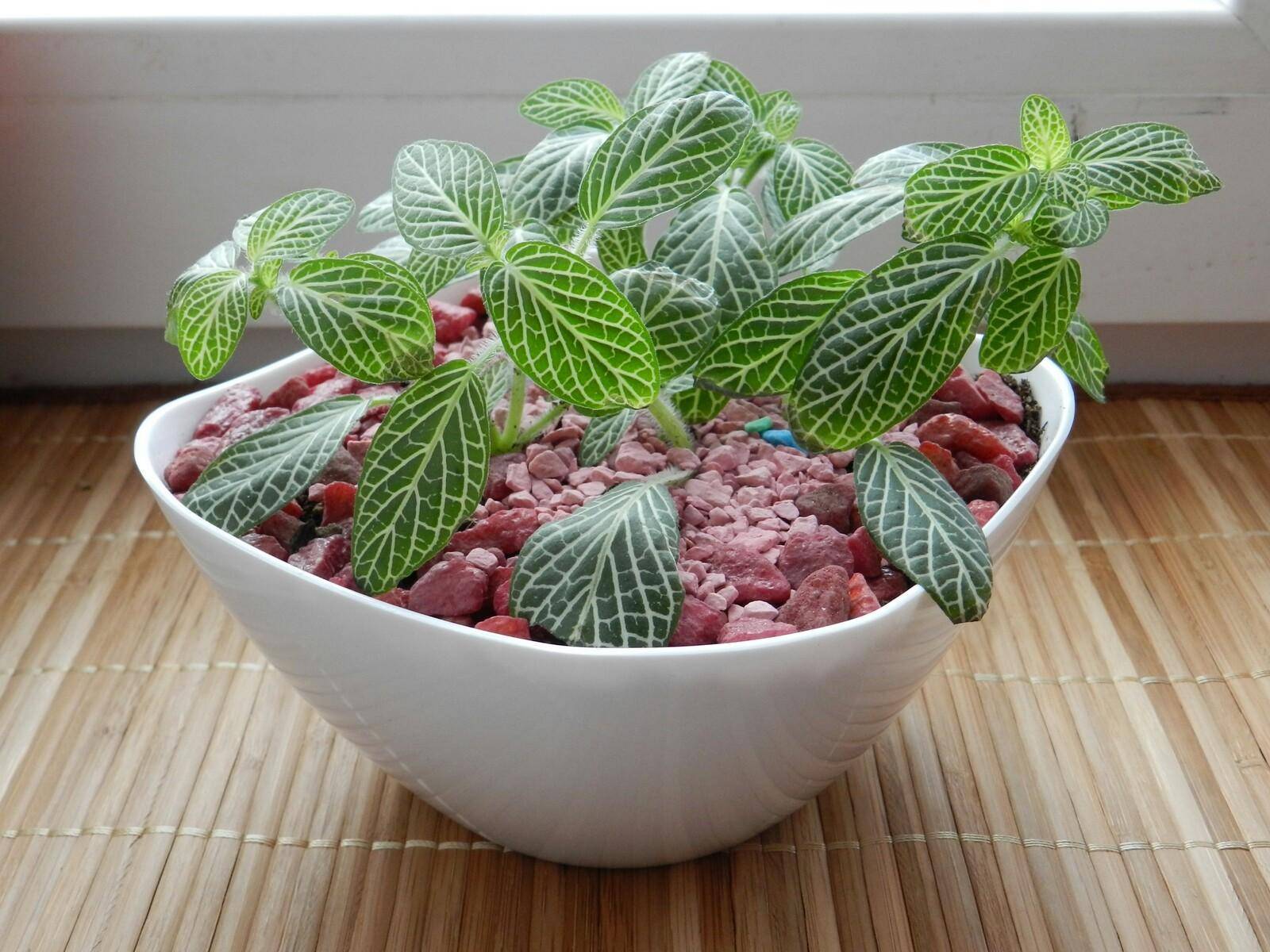 Фиттония — посадка, уход и размножение в домашних условиях, фото видов