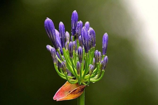 Агапантус (Agapanthus) – уход, фото, виды