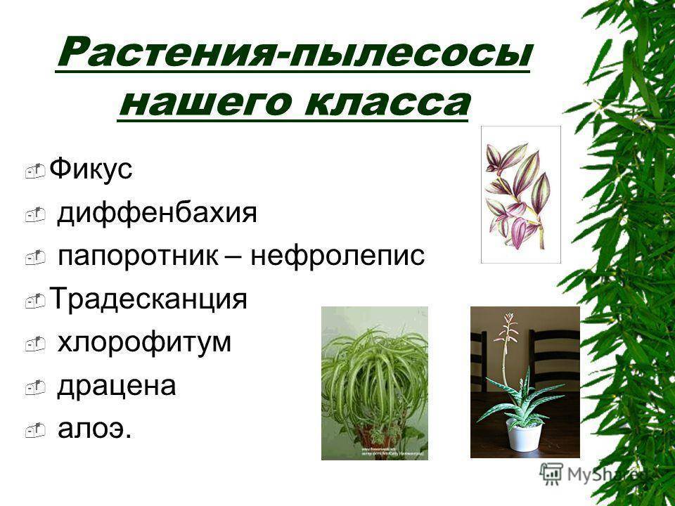 Диффенбахия