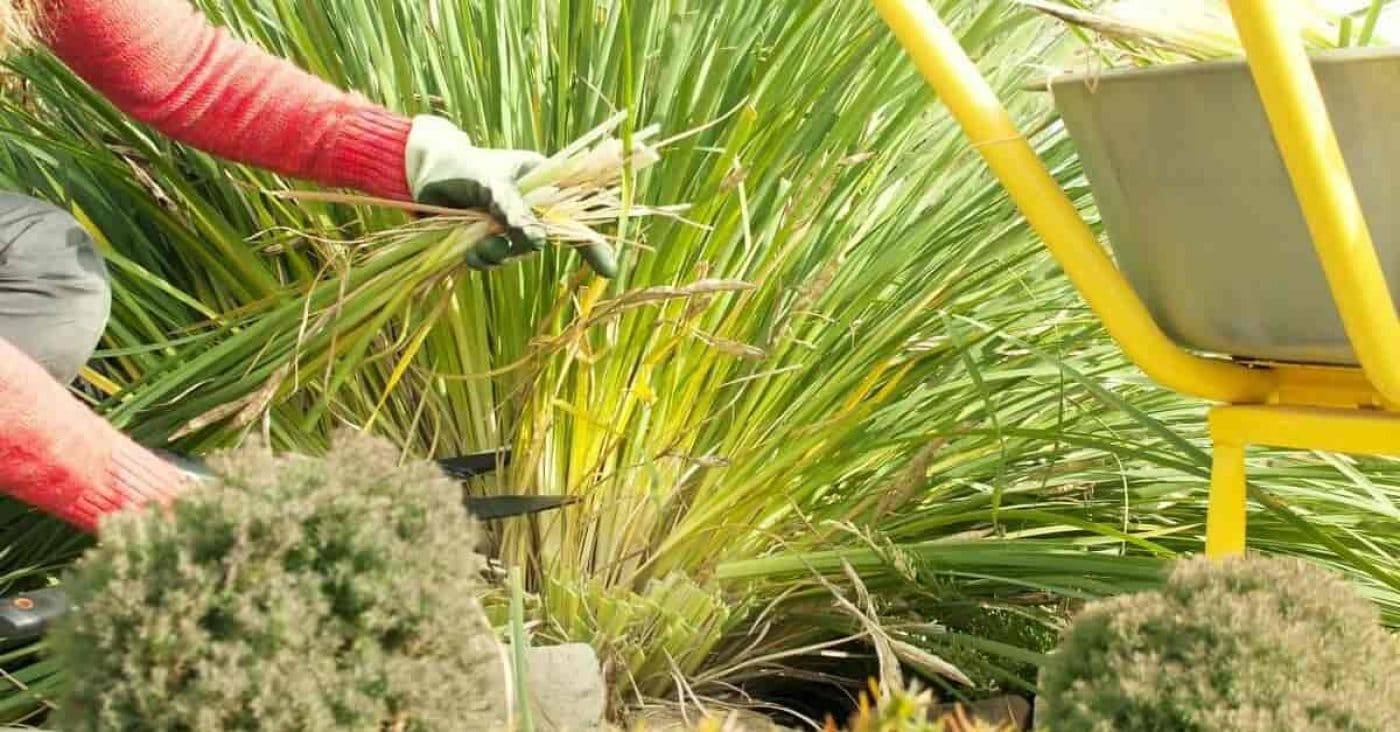 Главные работы в саду в конце лета – расслабляться рано