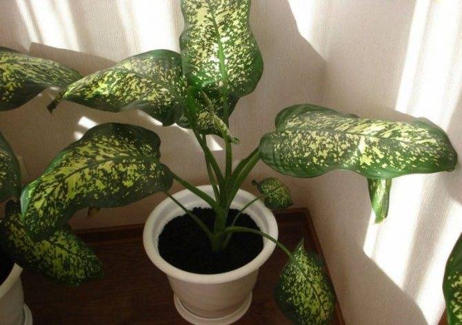 Диффенбахия (Dieffenbachia) – уход, фото, виды