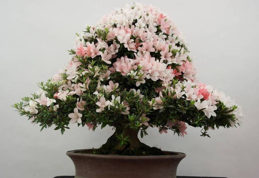 Азалия: уход в домашних условиях, особенности выращивания, фото