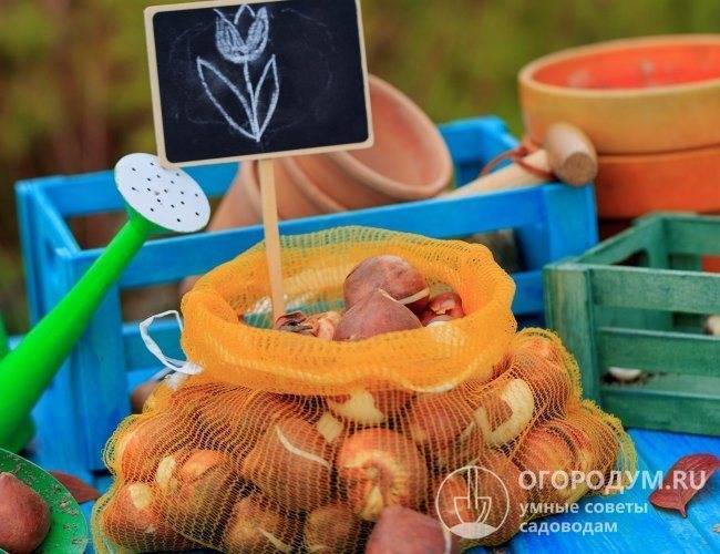 Луковицы тюльпанов