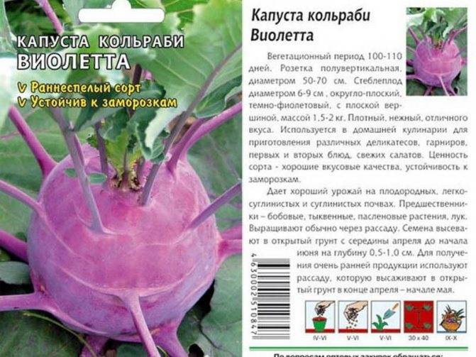 Капуста кольраби: описание, полезные свойства, особенности выращивания, как едят, рецепты