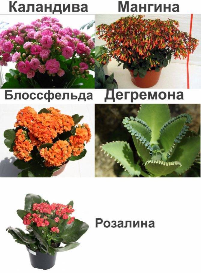 Как и когда обрезать каланхоэ в домашних условиях: как прищипывать после цветения, дальнейший уход, фото