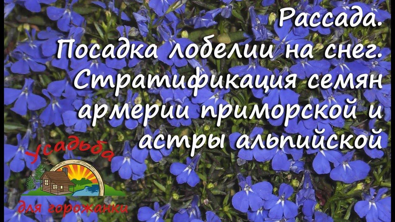 Цветок лобелия: посадка и уход в открытом грунте, фото лобелии, выращивание лобелии из семян
