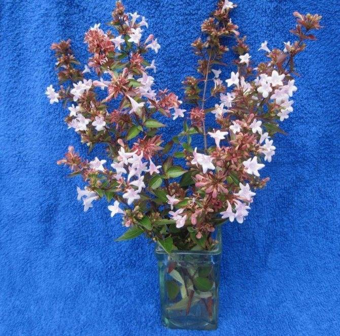 Абелия (Abelia) – уход, фото, виды