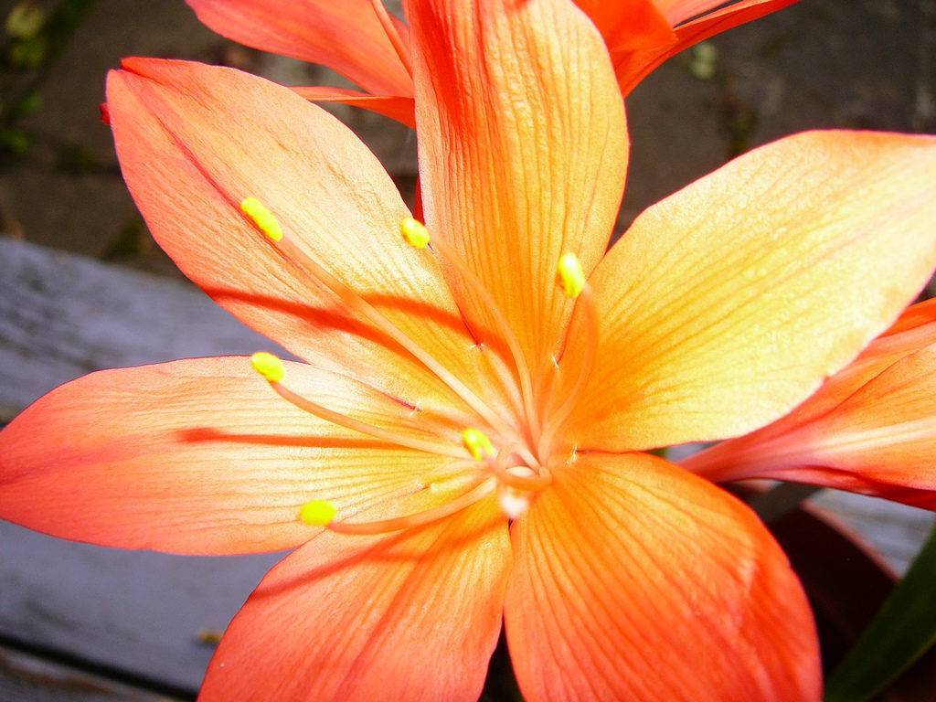 Загадочная валлота: фото, уход за огненной лилией