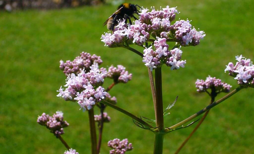 Валериана: выращивание, свойства, сбор