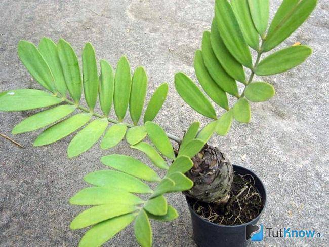 Замия (Zamia) – уход, фото, виды